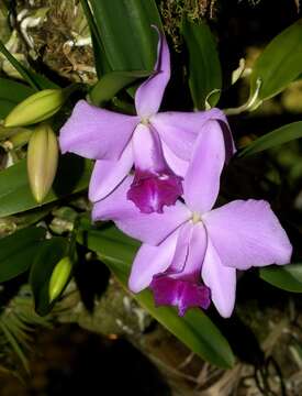 Image of Cattleya pumila Hook.