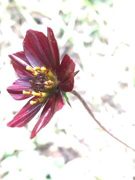 Image of Cosmos scabiosoides Kunth