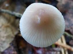 Image of Mycena metata (Secr. ex Fr.) P. Kumm. 1871