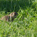 Image of Red-cheeked Ground Squirrel