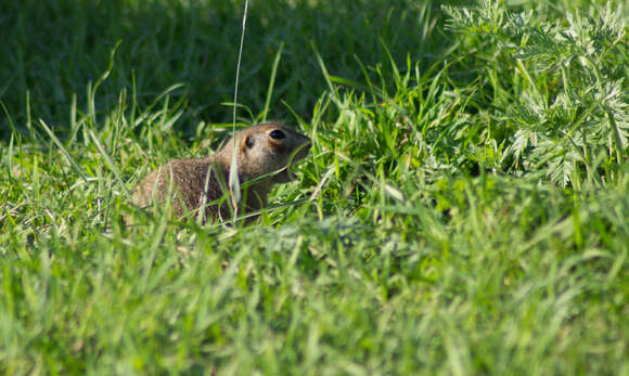 Image of Red-cheeked Ground Squirrel