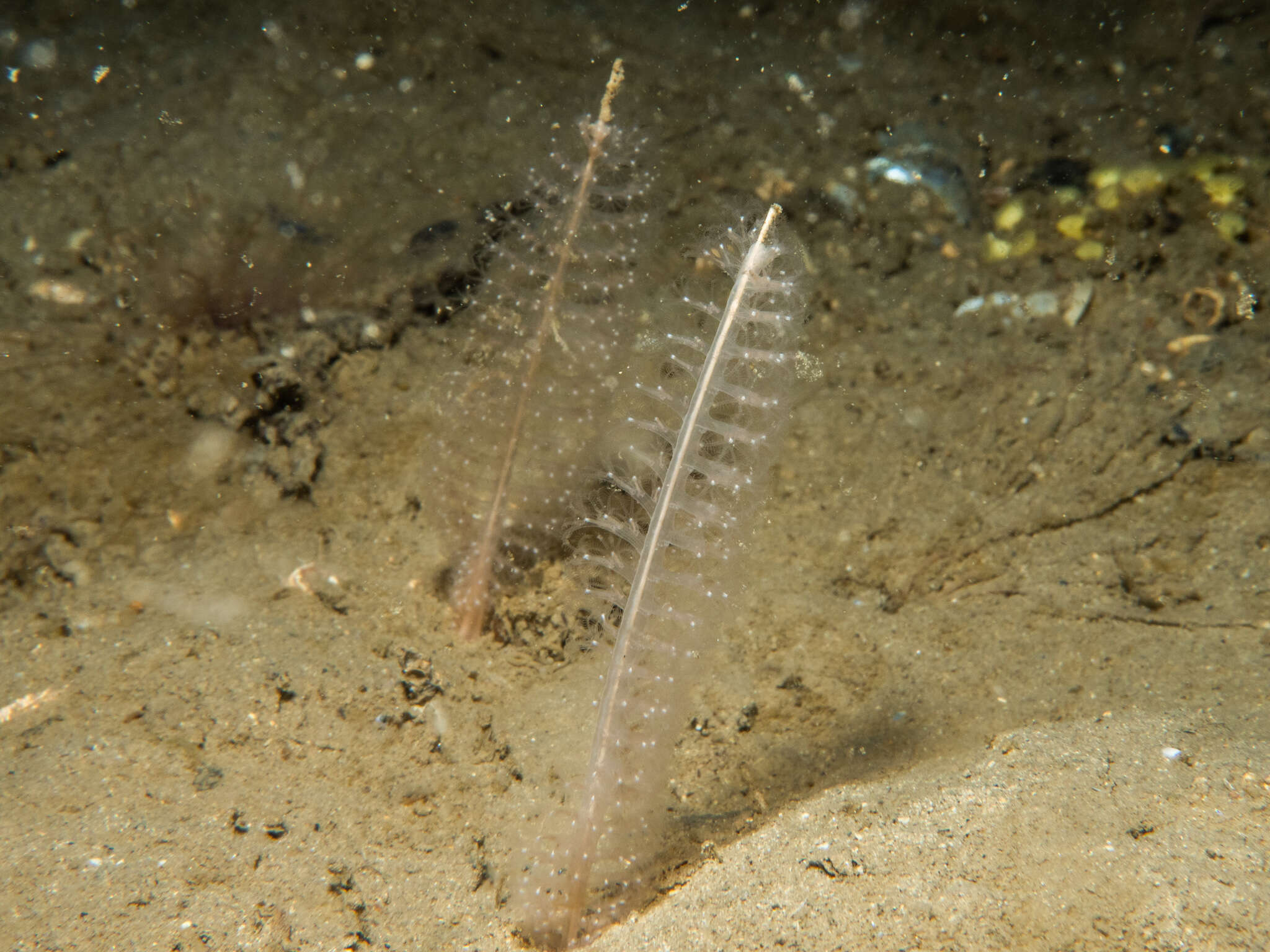 Image of common sea pen