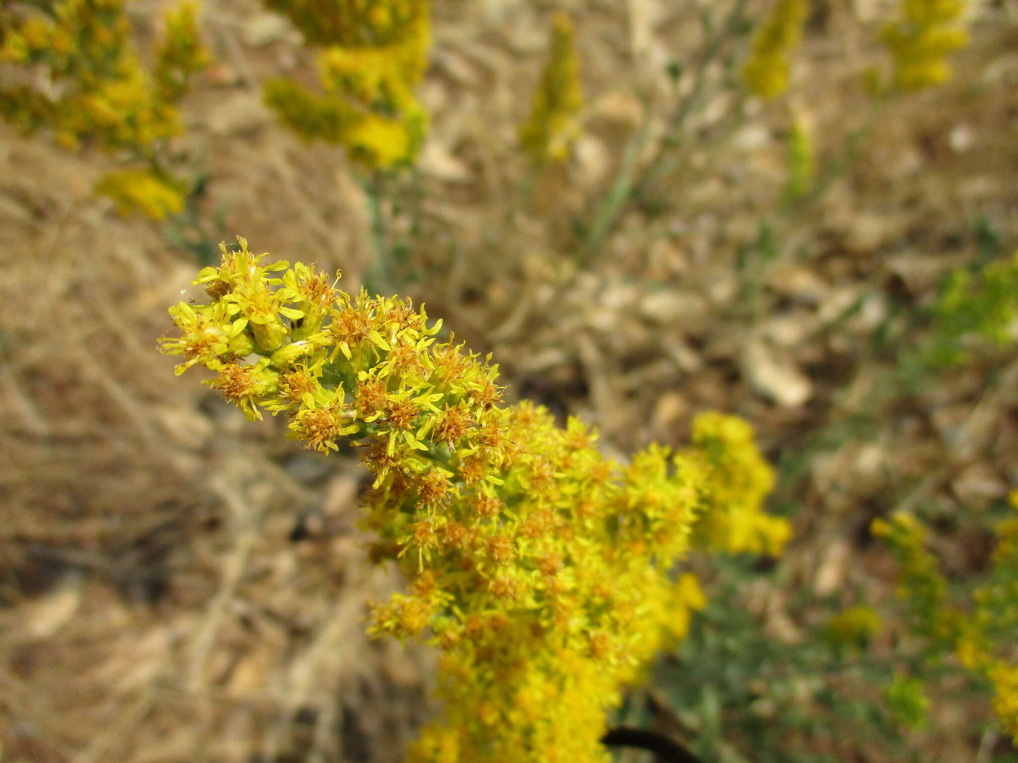 Sivun Solidago velutina DC. kuva