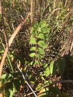 Image of Michaux's sumac