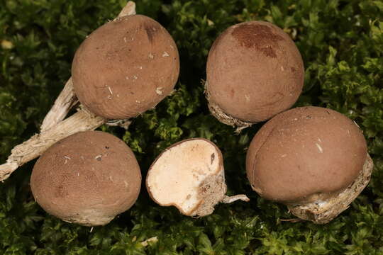 Imagem de Lycoperdon subincarnatum Peck 1872