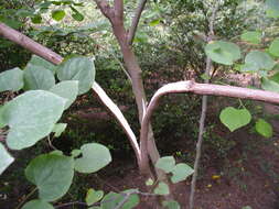 Image of eastern redbud