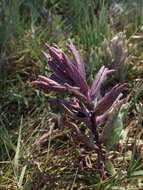 Image of Pt. Reyes bird's-beak