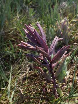 Image of Pt. Reyes bird's-beak