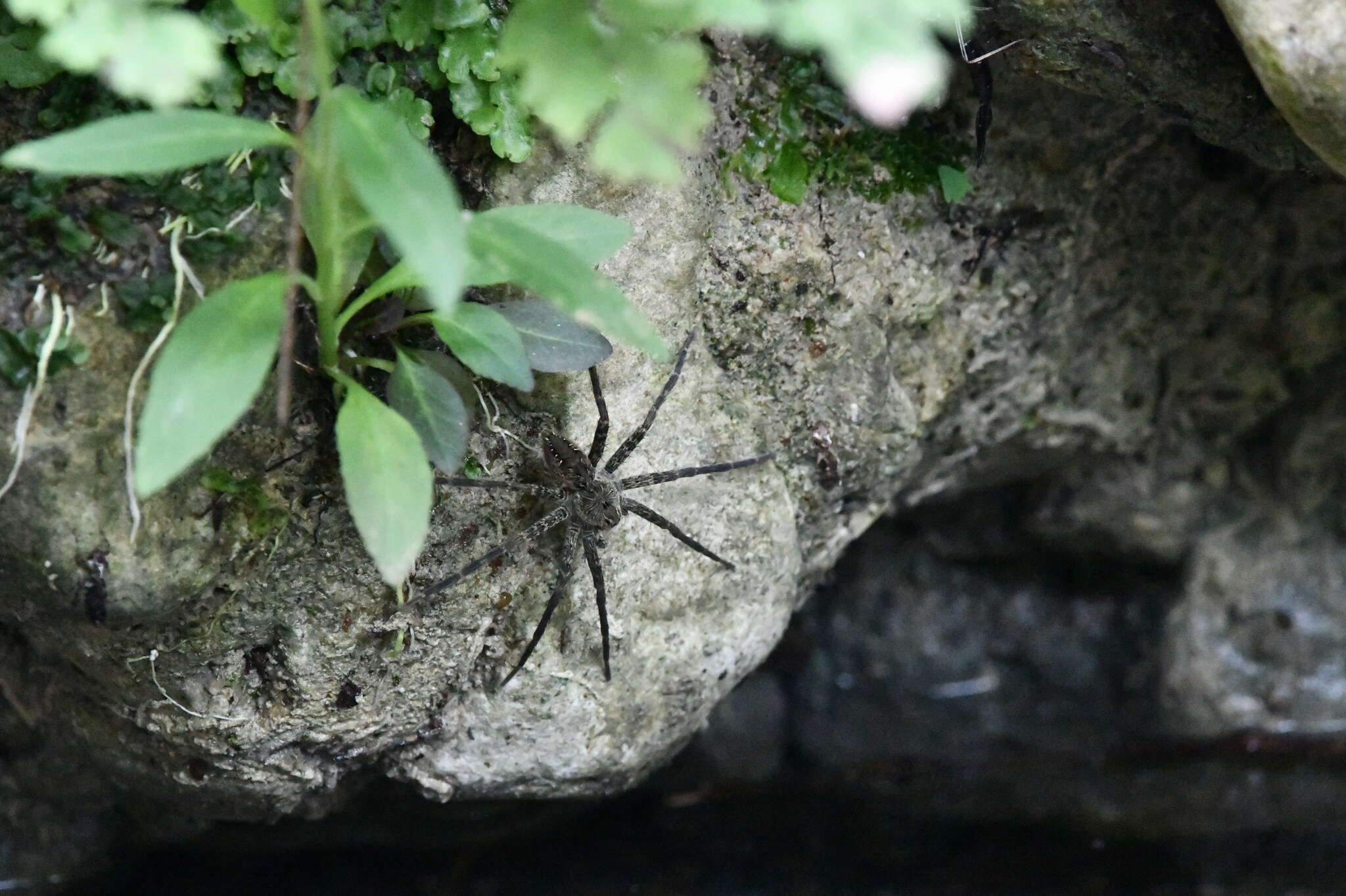 Plancia ëd Dolomedes holti Carico 1973