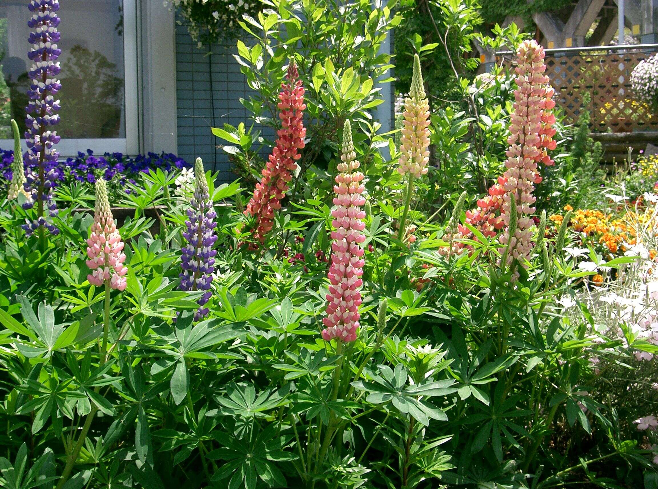 Plancia ëd Lupinus polyphyllus Lindl.