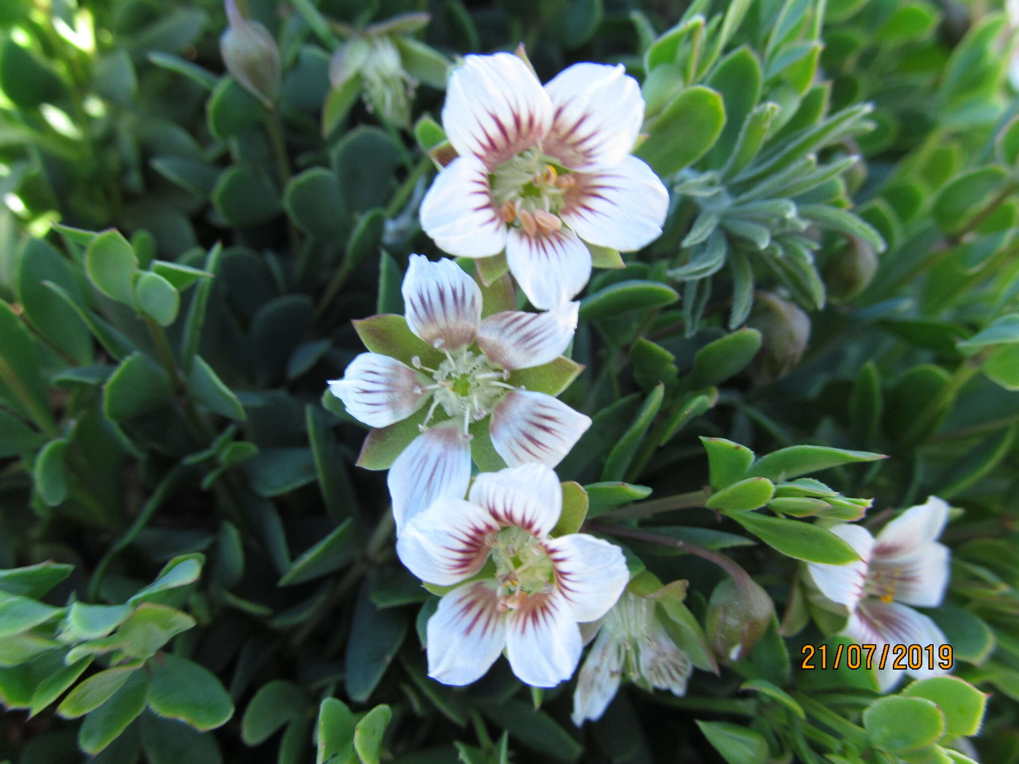 Image of Roepera sessilifolia (L.) Beier & Thulin