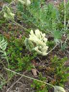 Image de Oxytropis evenorum Jurtzev & A. P. Khokhr.