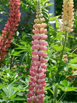 Image of big-leaved lupine