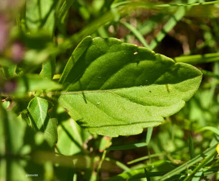 Imagem de Ocimum carnosum (Spreng.) Link & Otto ex Benth.