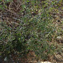 Image of redberry buckthorn