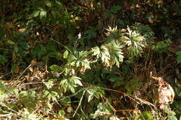 Image of Aconitum volubile Pall.