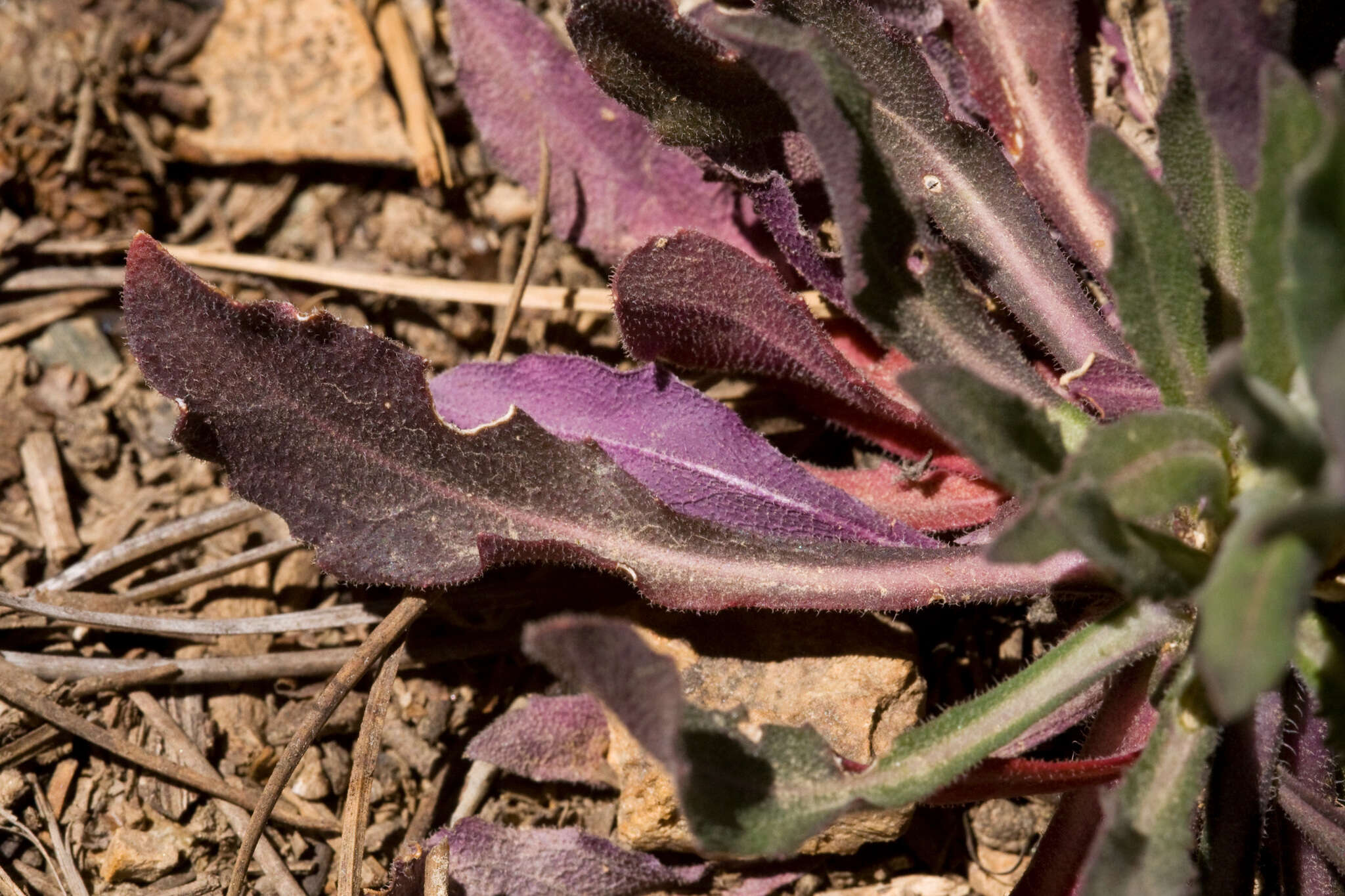 Image of Flagstaff rockcress