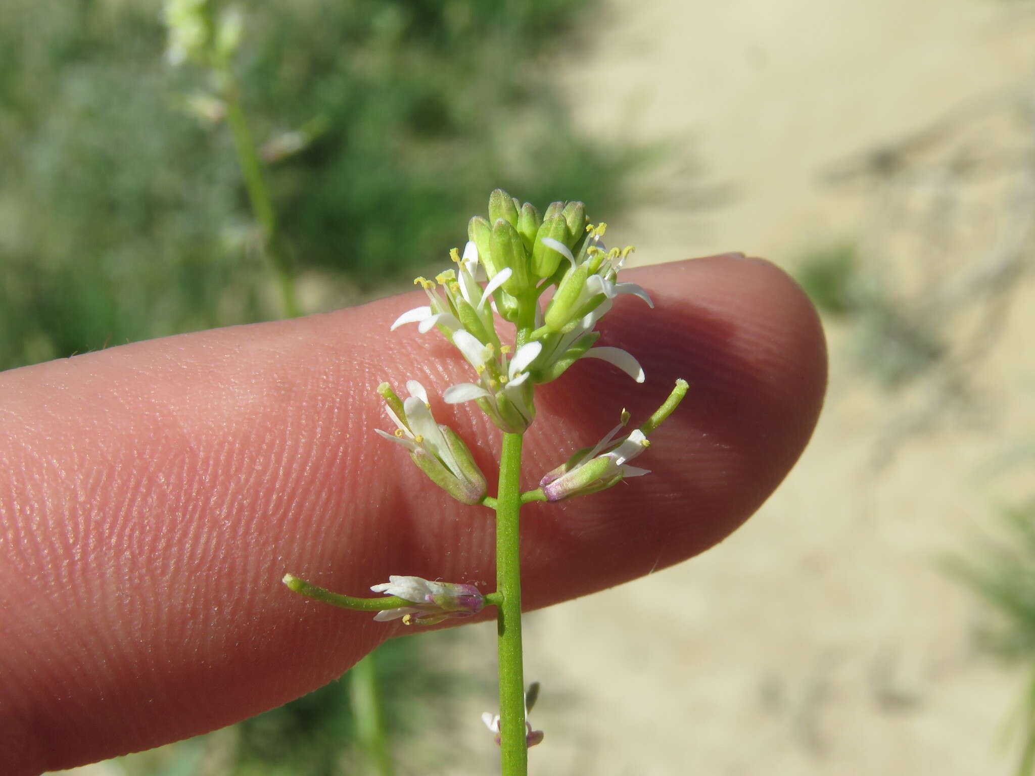 Sivun Caulanthus lasiophyllus (Hook. & Arn.) Payson kuva