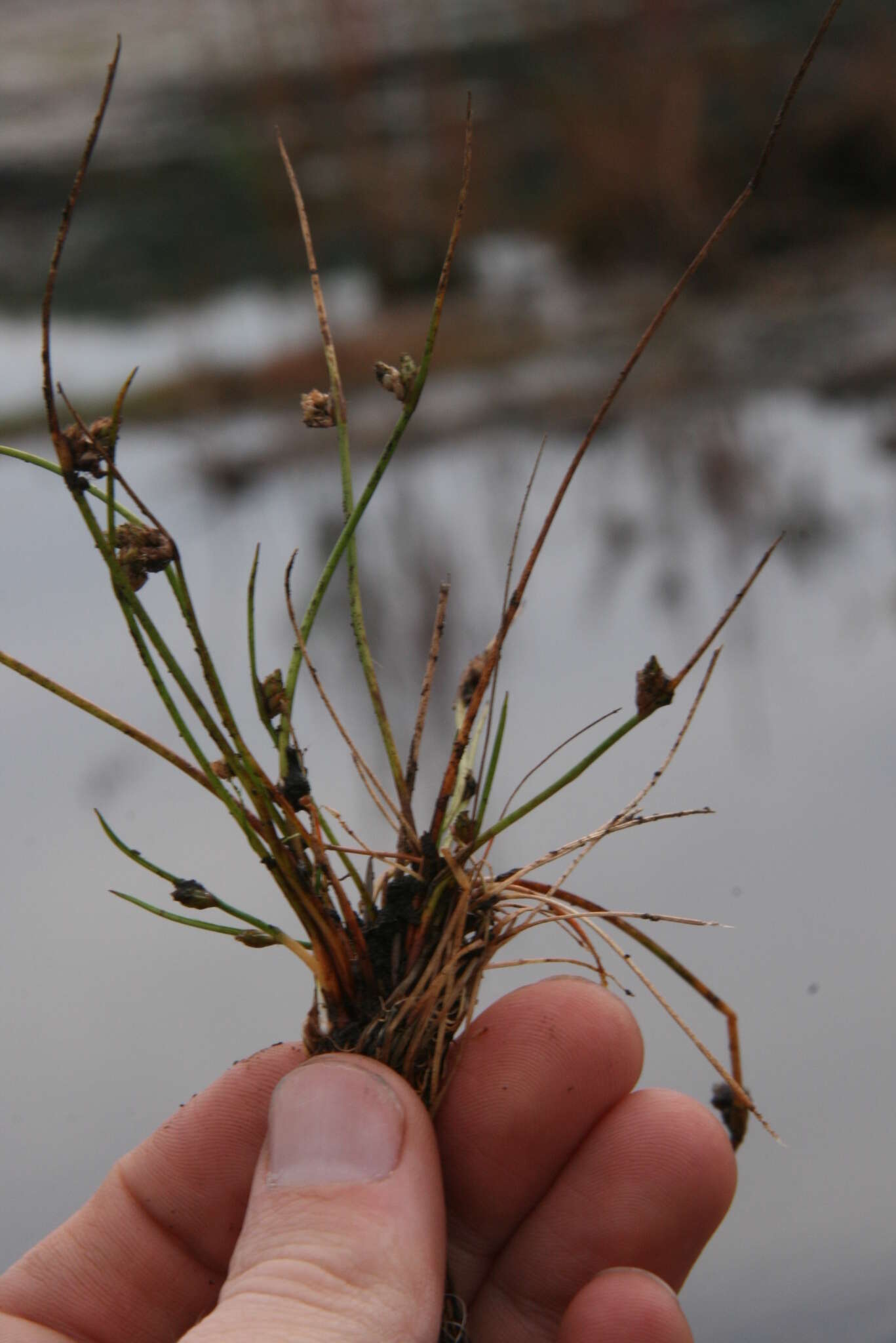 Image of Schoenoplectiella smithii var. setosa (Fernald) Hayas.