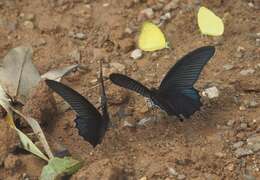 Image of Papilio protenor Cramer (1775)