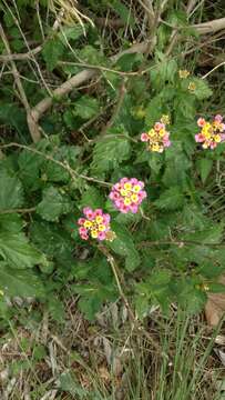 Image of Lantana strigocamara R. W. Sanders