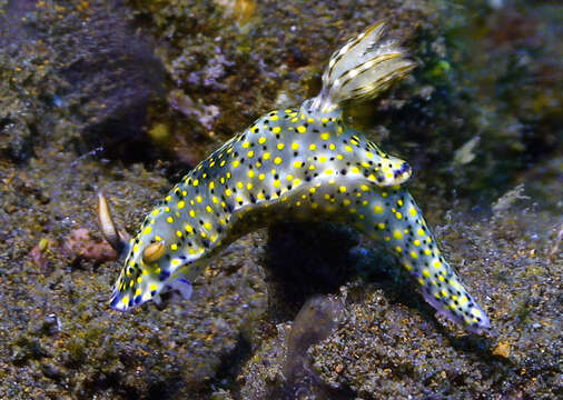 Image of Hypselodoris confetti Gosliner & R. F. Johnson 2018