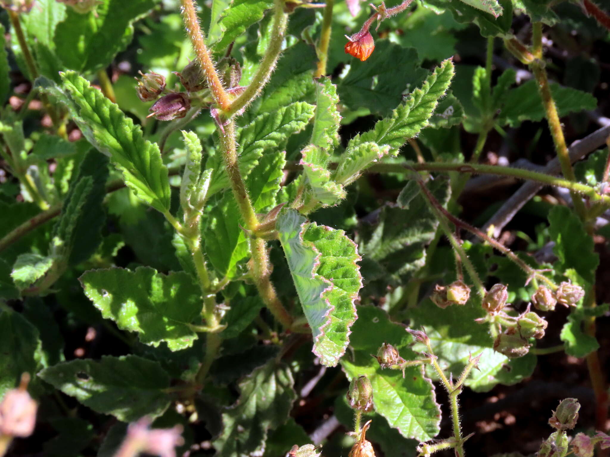 Image of Hermannia prismatocarpa E. Mey.