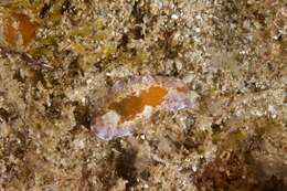 Image of Chromodoris alternata (Burn 1957)