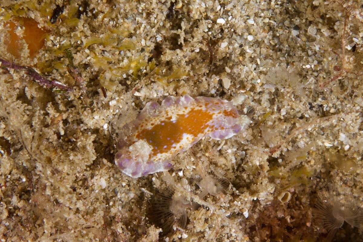 Image of Chromodoris alternata (Burn 1957)