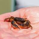 Image of Harris mud crab