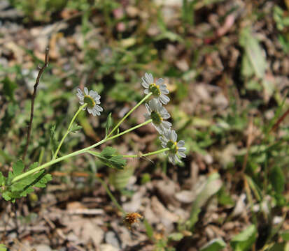 Image of Tanacetum partheniifolium (Willd.) Sch. Bip.