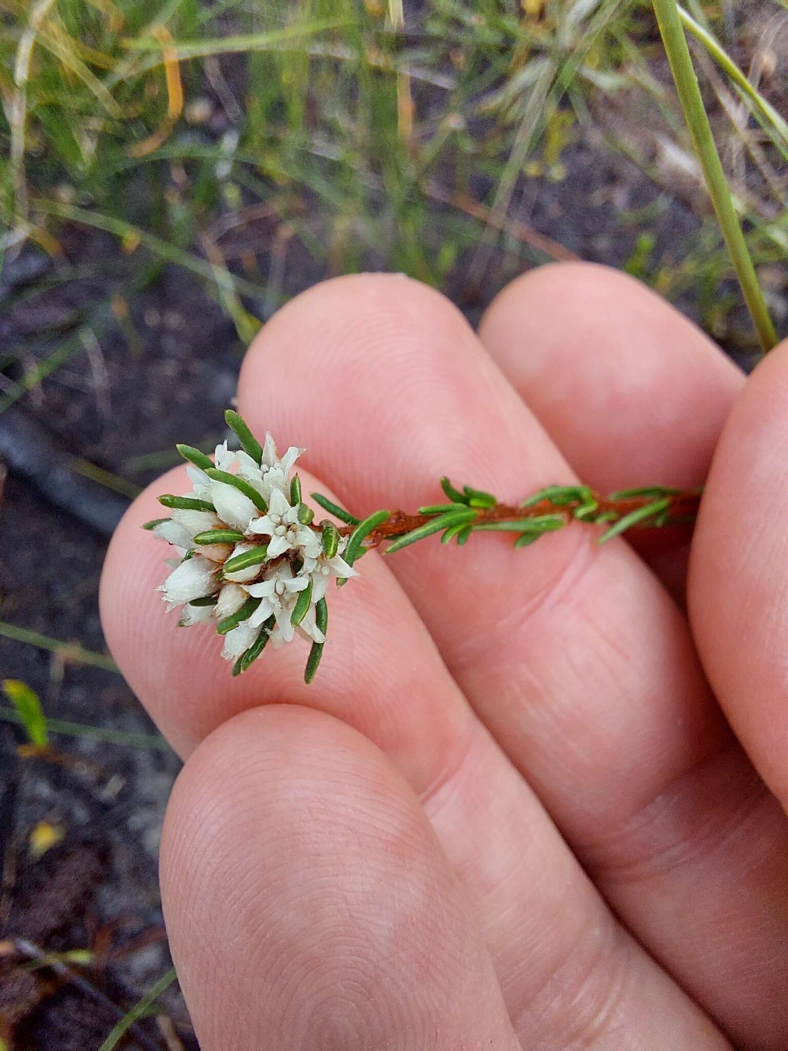 Image of Cryptandra ericoides Sm.