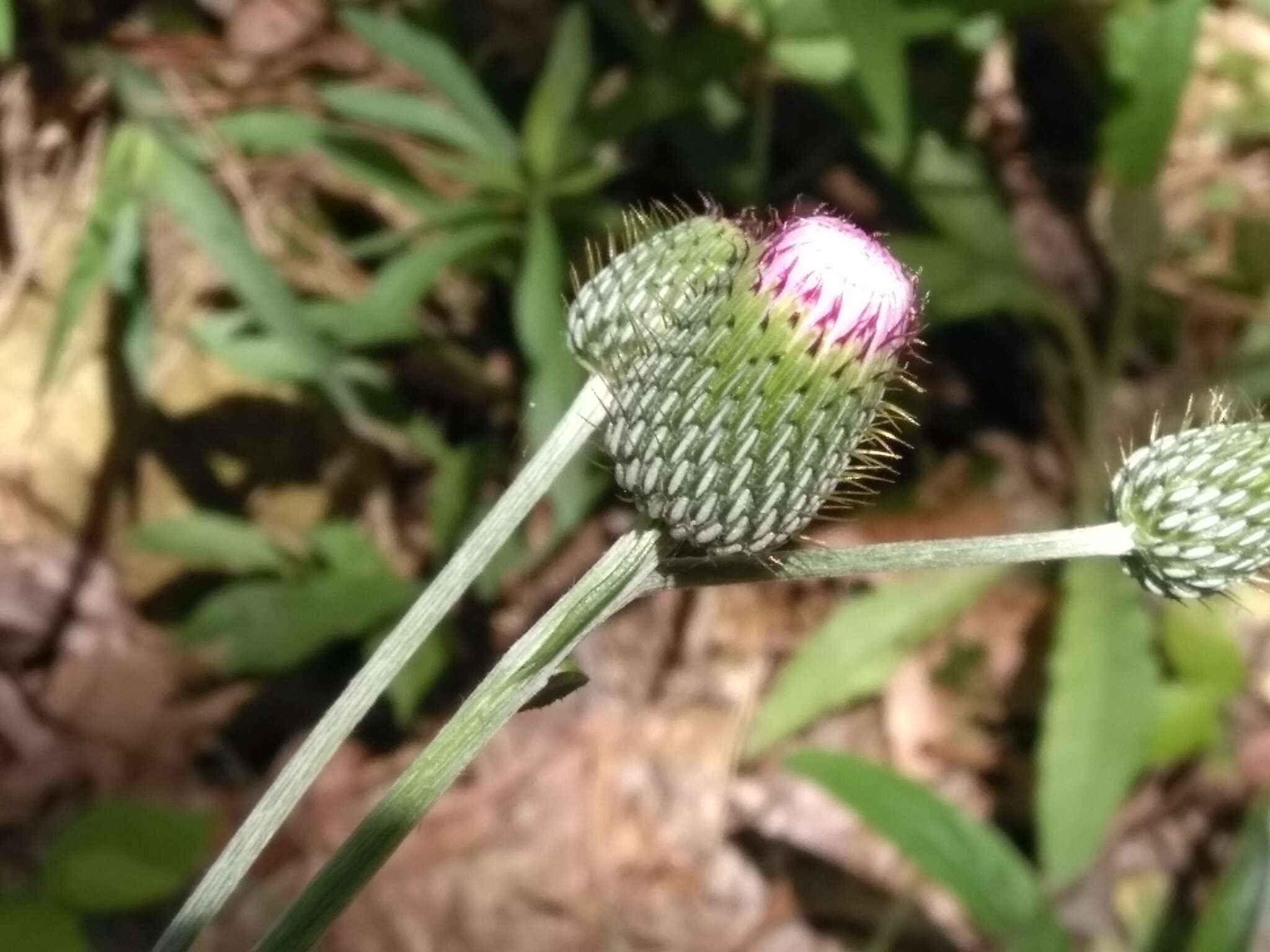 Image of soft thistle