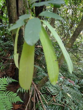 Image of Fissistigma oldhamii (Hemsl.) Merr.