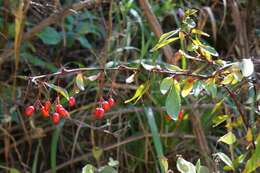 Plancia ëd Berberis fendleri A. Gray