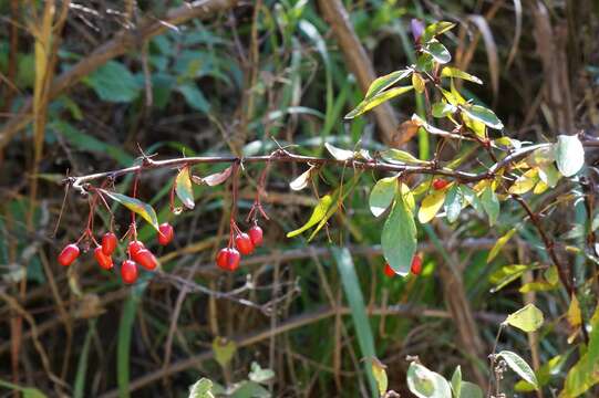 Plancia ëd Berberis fendleri A. Gray