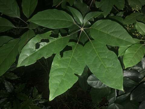 Image of Heptapleurum heptaphyllum