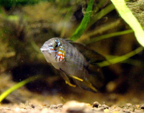 Image of Borelli's dwarf cichlid