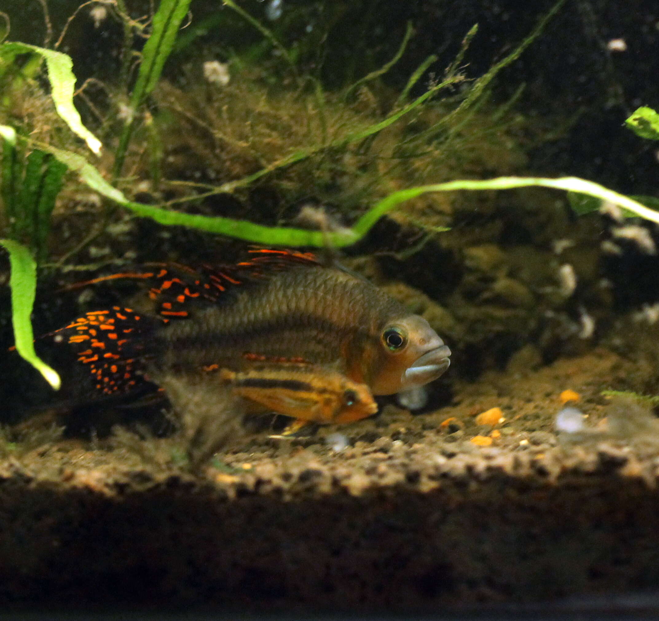 Image of Cockatoo Dwarf Cichlid