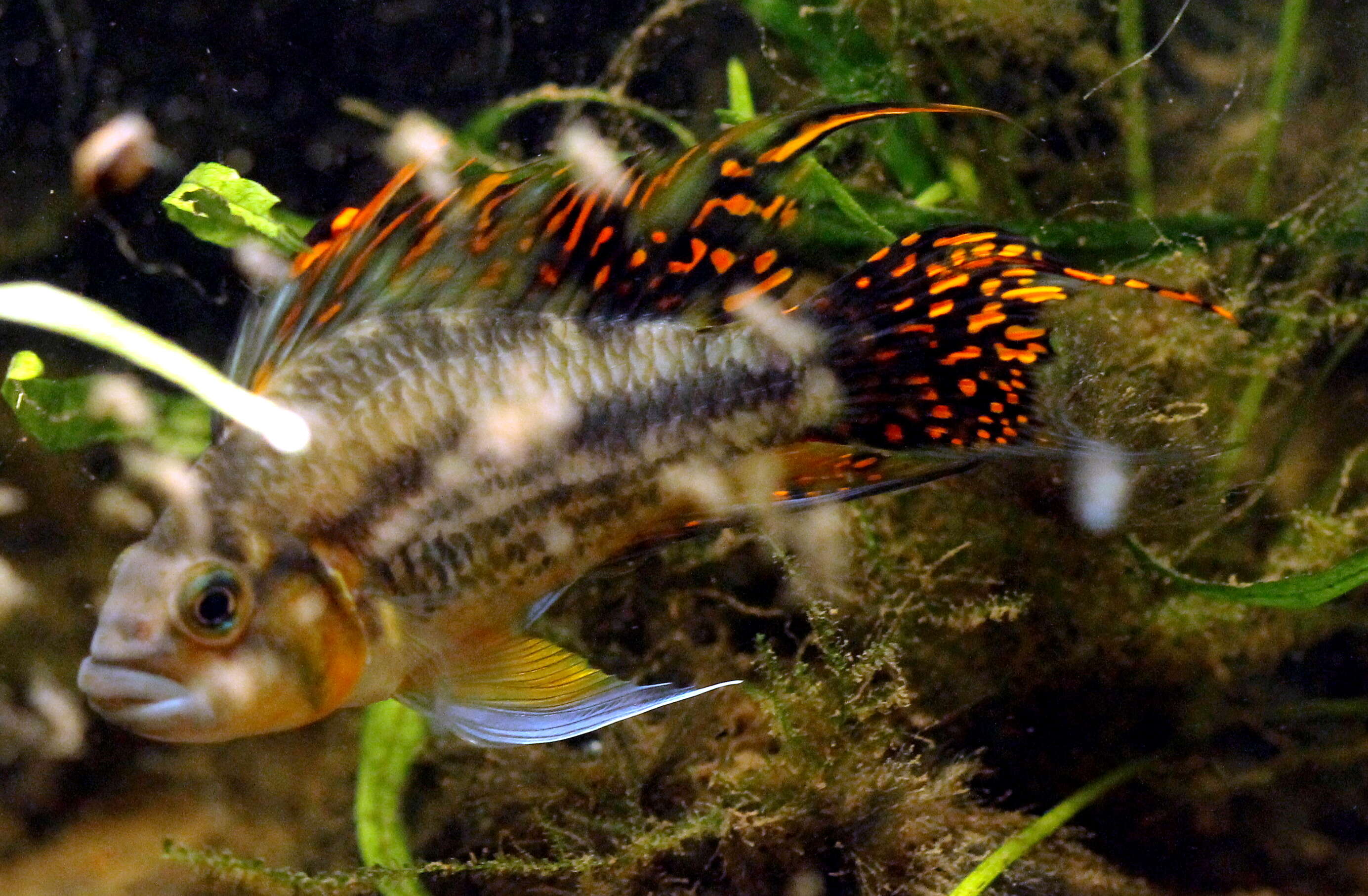 Image of Cockatoo Dwarf Cichlid