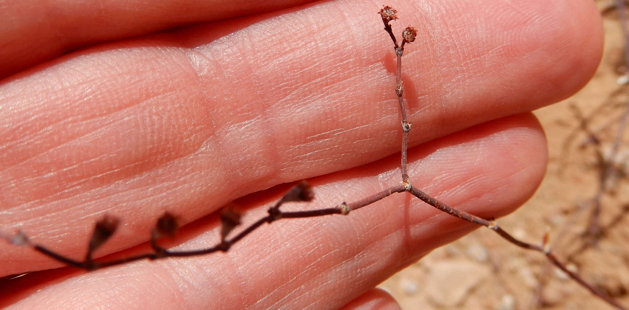 Imagem de Eriogonum rotundifolium Benth.