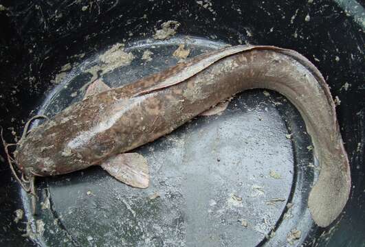 Image of African Catfish