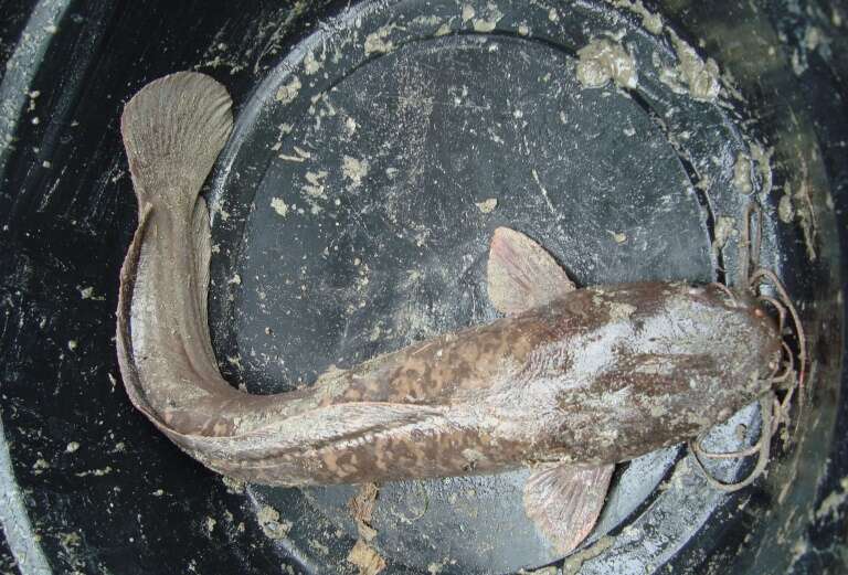 Image of African Catfish