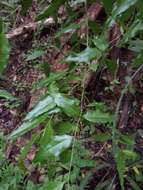 Image of Agonandra racemosa (DC.) Standl.