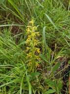 Habenaria marginata Colebr. resmi