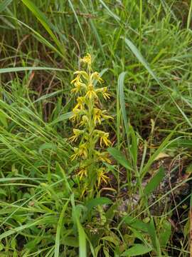 Image of Habenaria marginata Colebr.