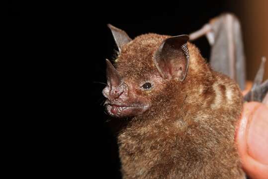 Image of Chestnut Short-tailed Bat