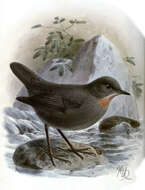 Image of dippers