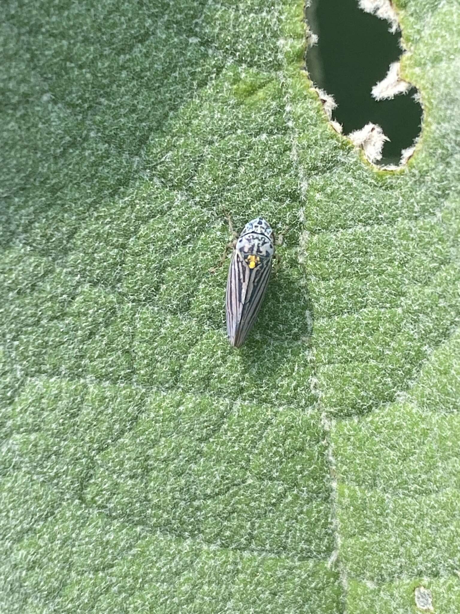 Image of Graphocephala appropinquans (Fowler 1899)