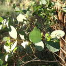 Слика од Eucalyptus ovata Labill.